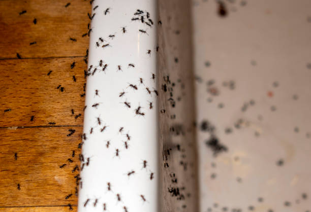 Best Pest Control Near Me in Murray, UT