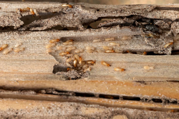 Best Affordable Pest Control Services  in Murray, UT